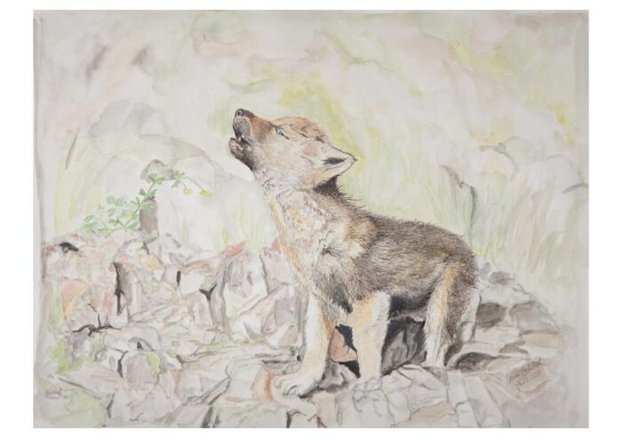 kunstdruck kleiner wolf