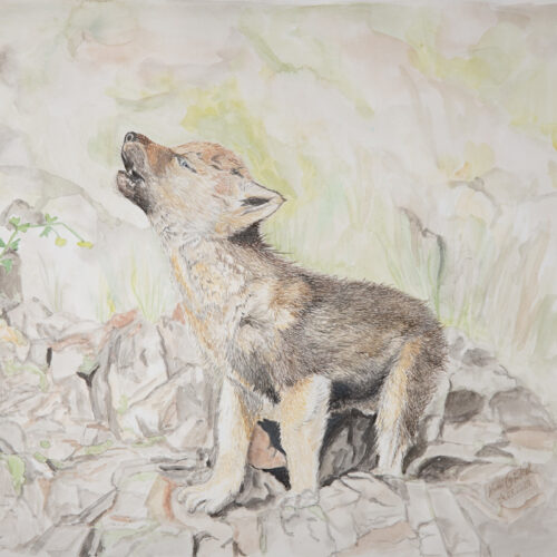 original aquarell kleiner wolf vorschaubild