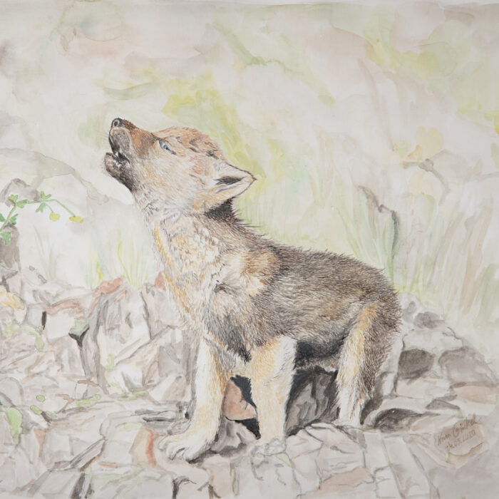 original aquarell kleiner wolf vorschaubild